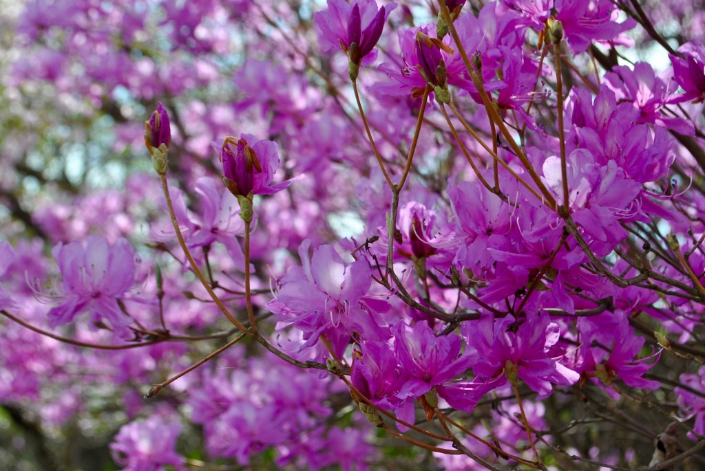 DSC_0666Madamedaniel honeymoon in Japan fuji blogger