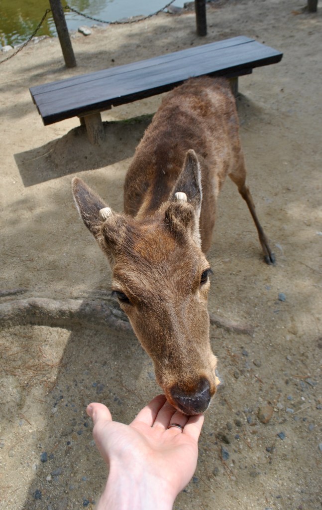 nara madamedaniel japon