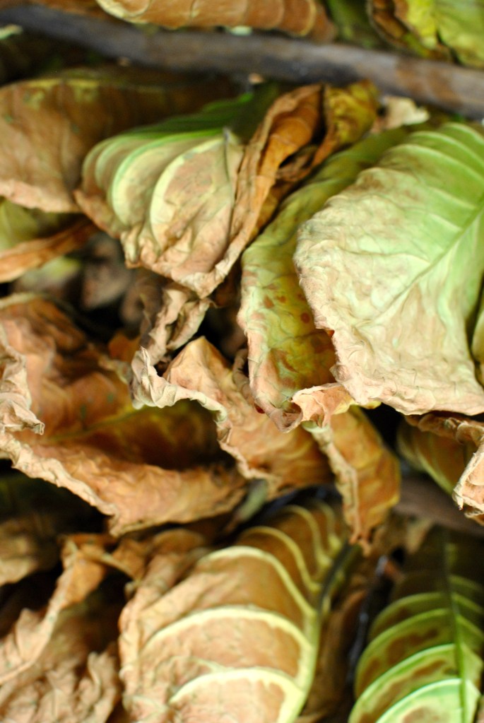 Pinar del rio cuba madamedaniel voyage cuba avis que faire à cuba blog combinaison fleurie