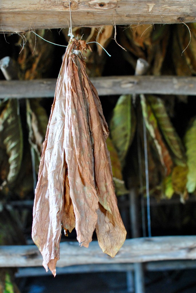 Pinar del rio cuba madamedaniel voyage cuba avis que faire à cuba blog combinaison fleurie