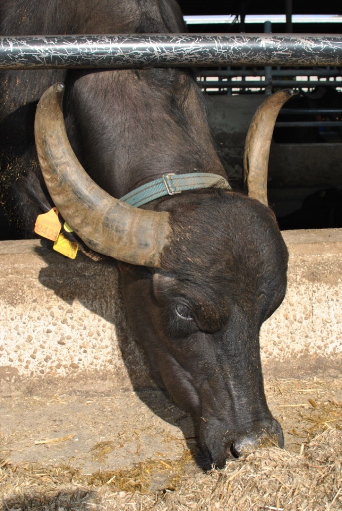 paestrum avis italie madamedaniel travel blogger bloggeuse française what to do in paestrum